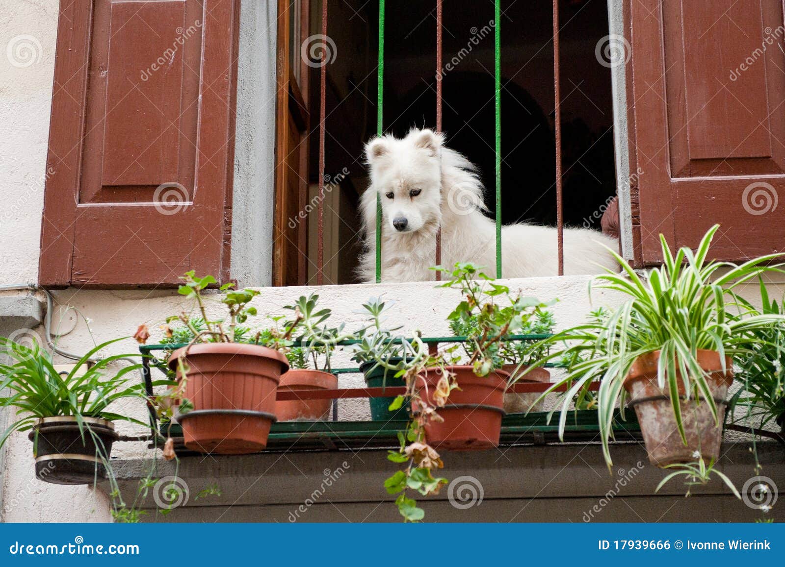 White Dog at an Italian Balcony Stock Photo Image of italy, italian