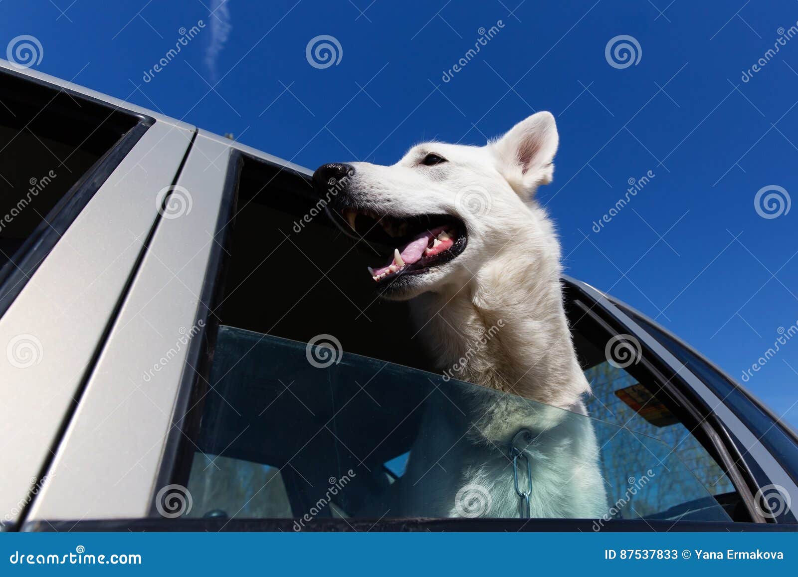 White Dog Looking Out of Car Window Stock Image - Image of beauty ...