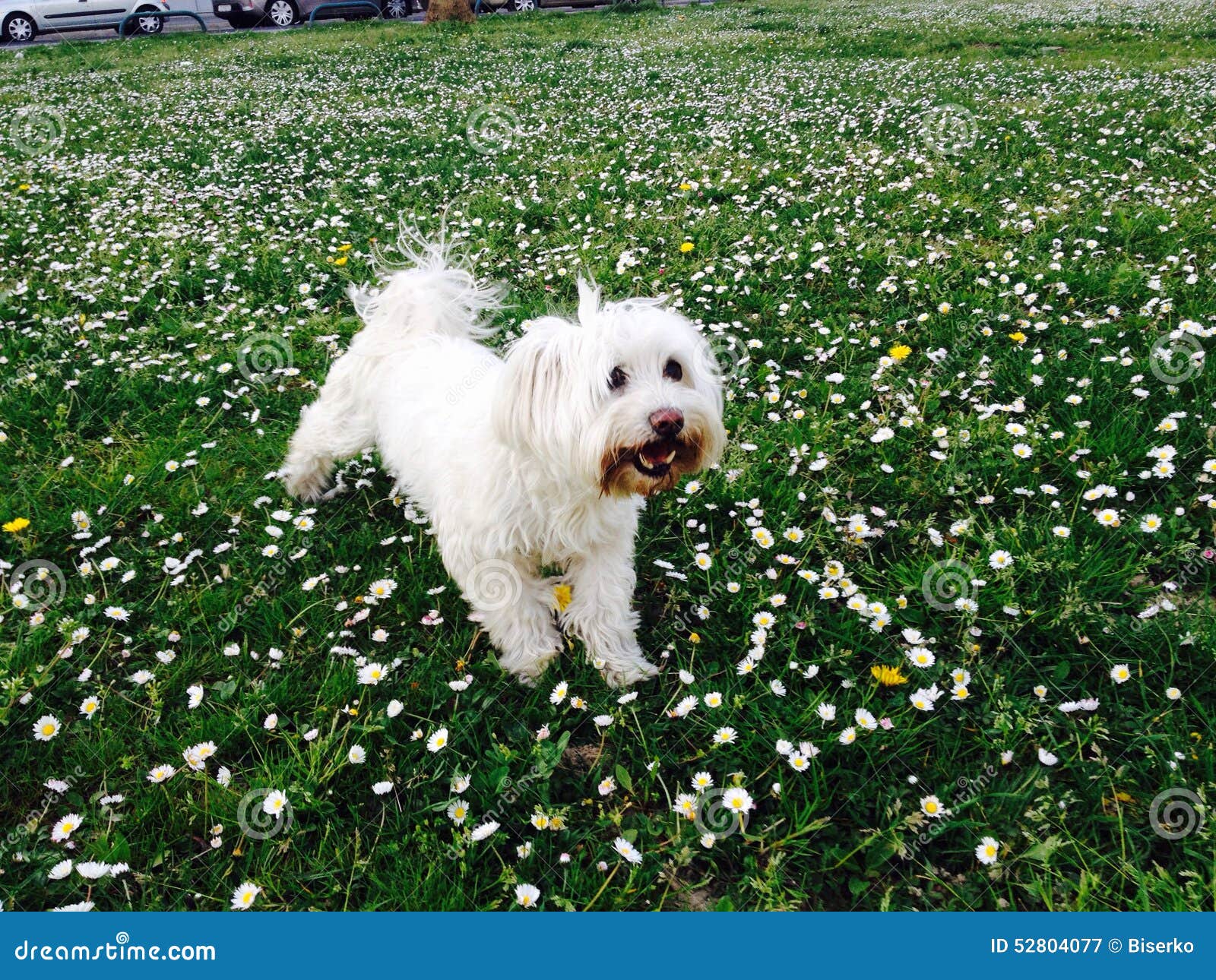 White dog stock image. Image of communication, hound 52804077