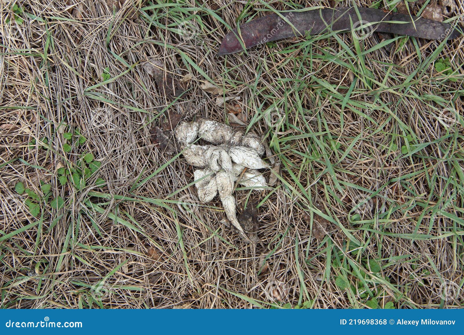 White Dog Poop on a Green Grass Stock Photo Image of domestic, garden