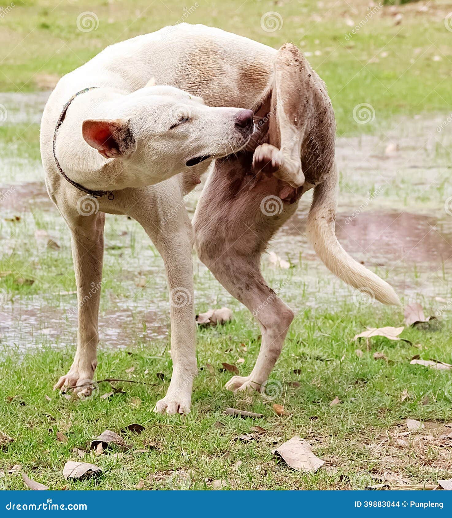 White Dog Scratching Stock Photo Image 39883044