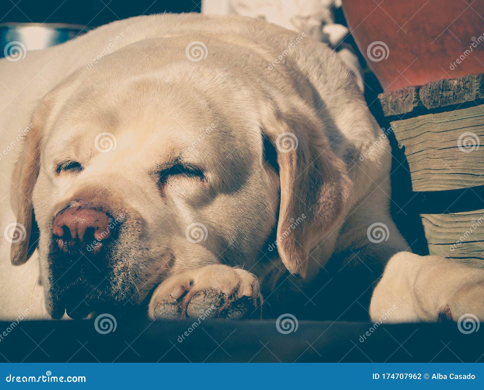 White Dog Sleeps on the Floor in the Garden Stock Photo Image of