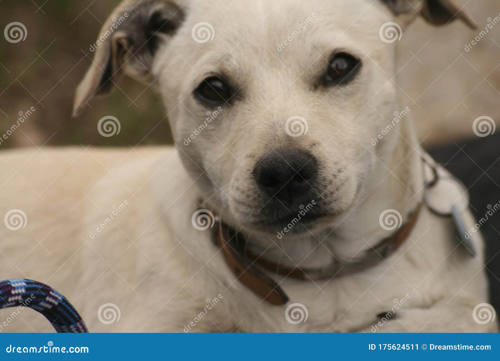 white dog staring with climbing rope