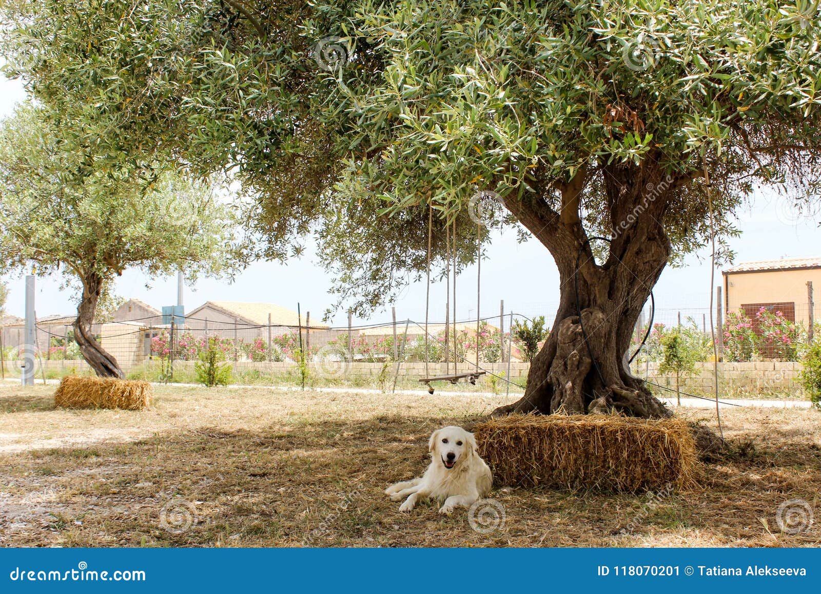 Dog Sleeping Under the Olive Tree Stock Image Image of landscape