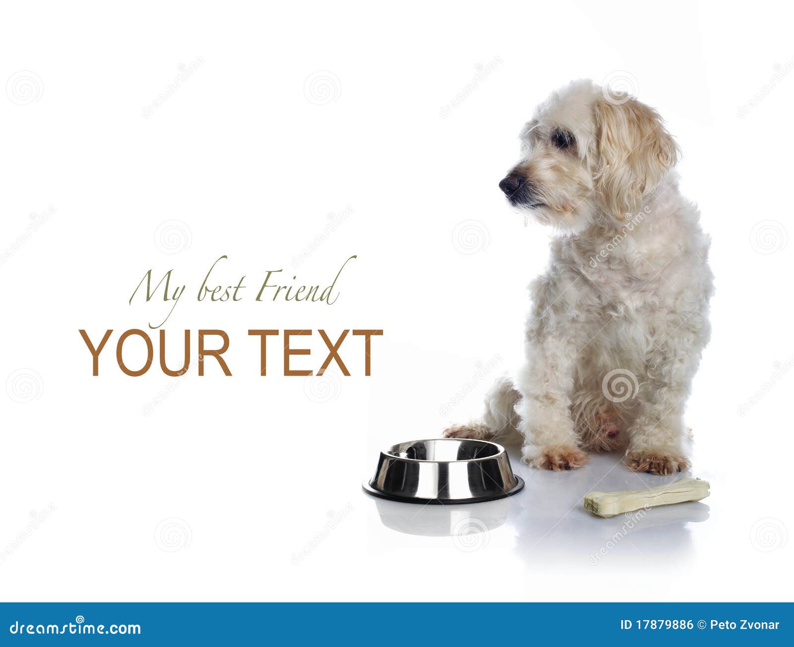 White dog waiting for food stock photo. Image of mammal 17879886