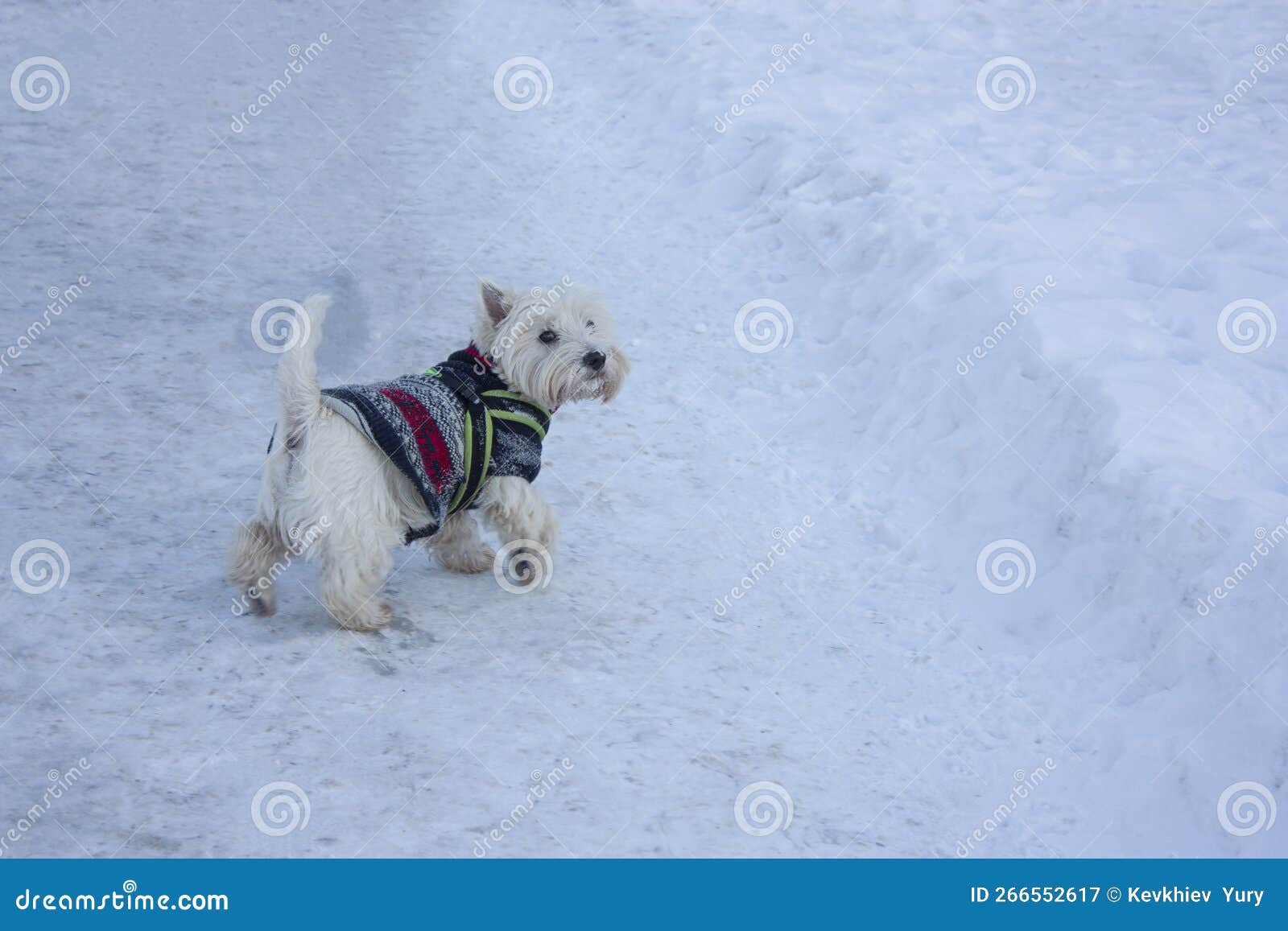 White Dog in Winter Dress on a Snow Stock Image Image of animal