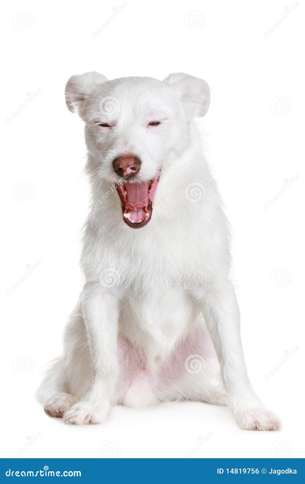 white dog yawns