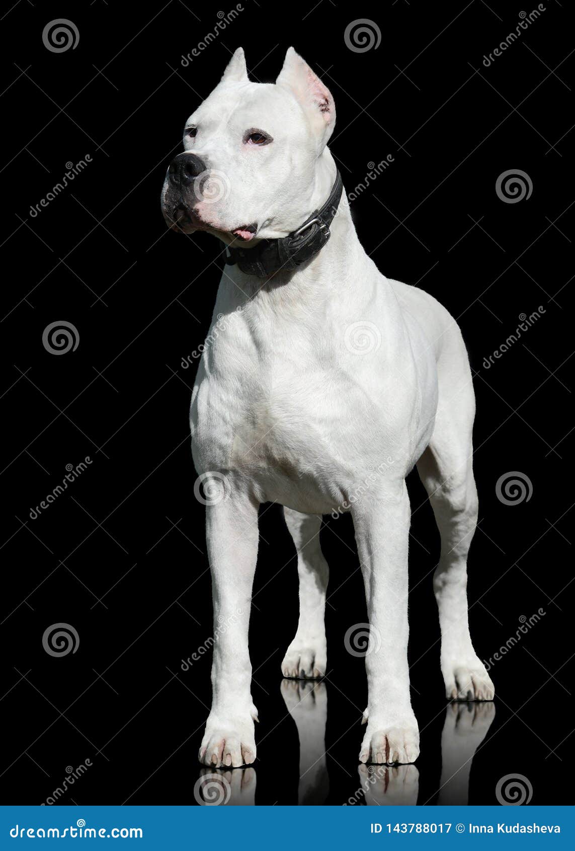 Dogo Argentino Stand Isolated on Black Background. Front View Stock Image -  Image of alarm, friend: 143788017