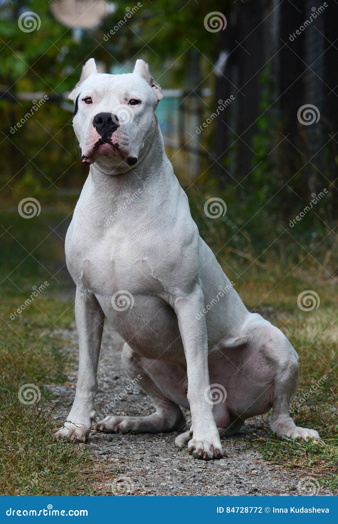 White Dogo Argentino Sitting Summer Stock Photo - Image of argentinoon,  green: 84728772