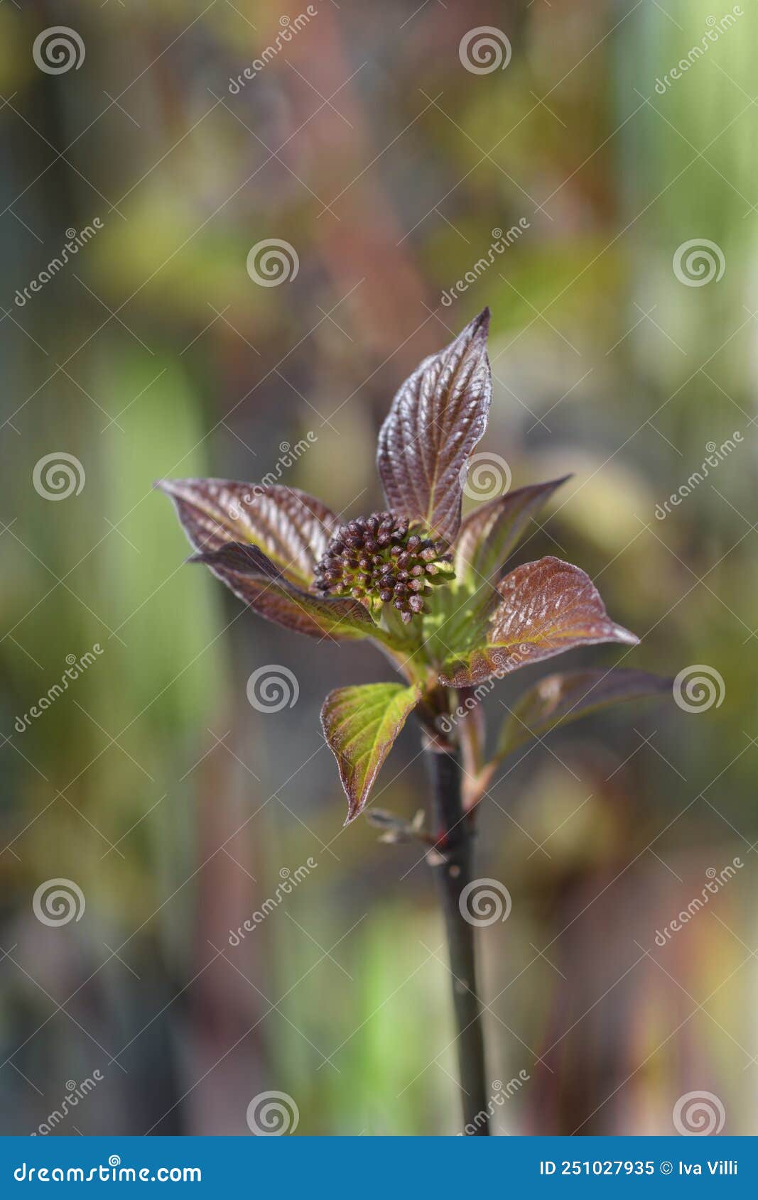 white dogwood kesselringii