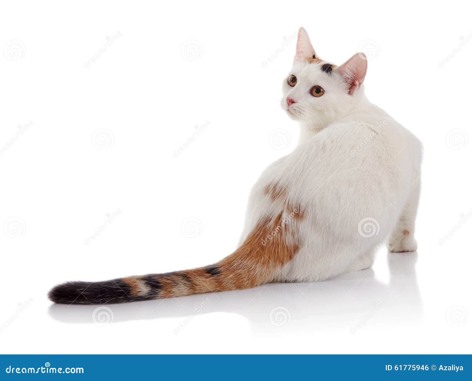 18,324 Striped Beast Stock Photos - Free & Royalty-Free Stock Photos from  Dreamstime