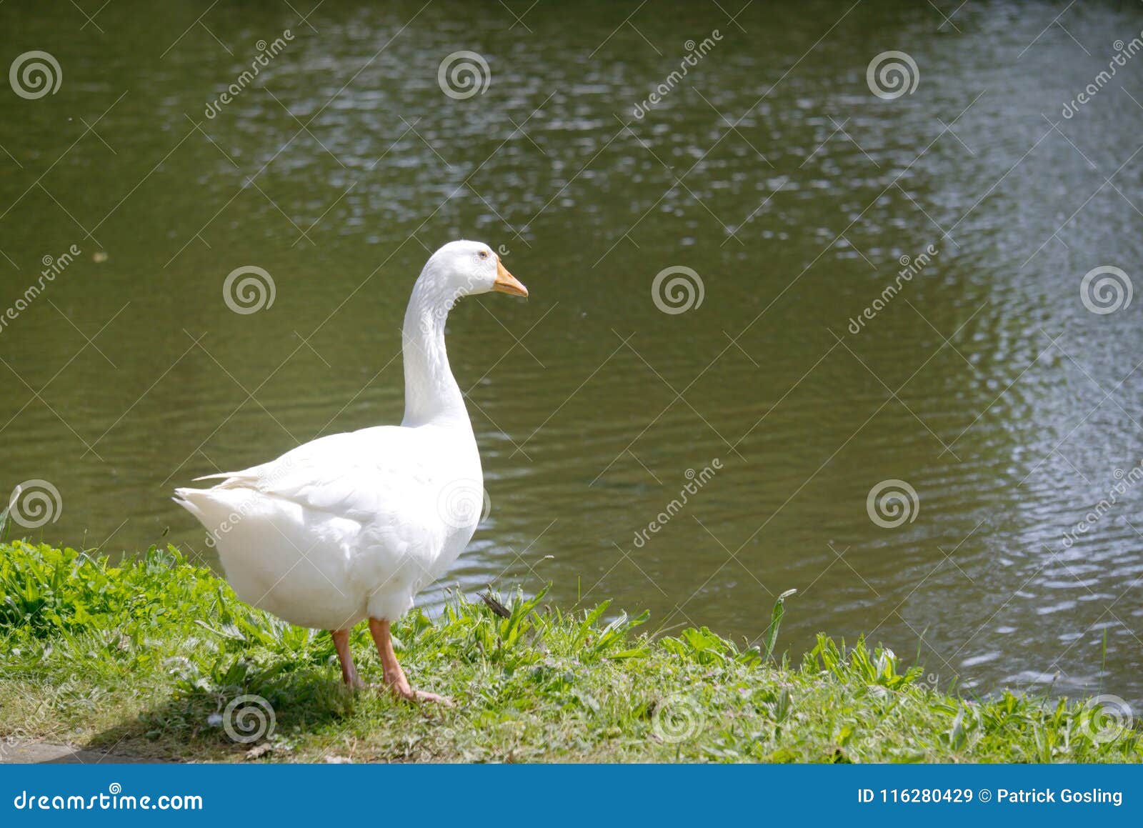 the white domesticated emden goose.