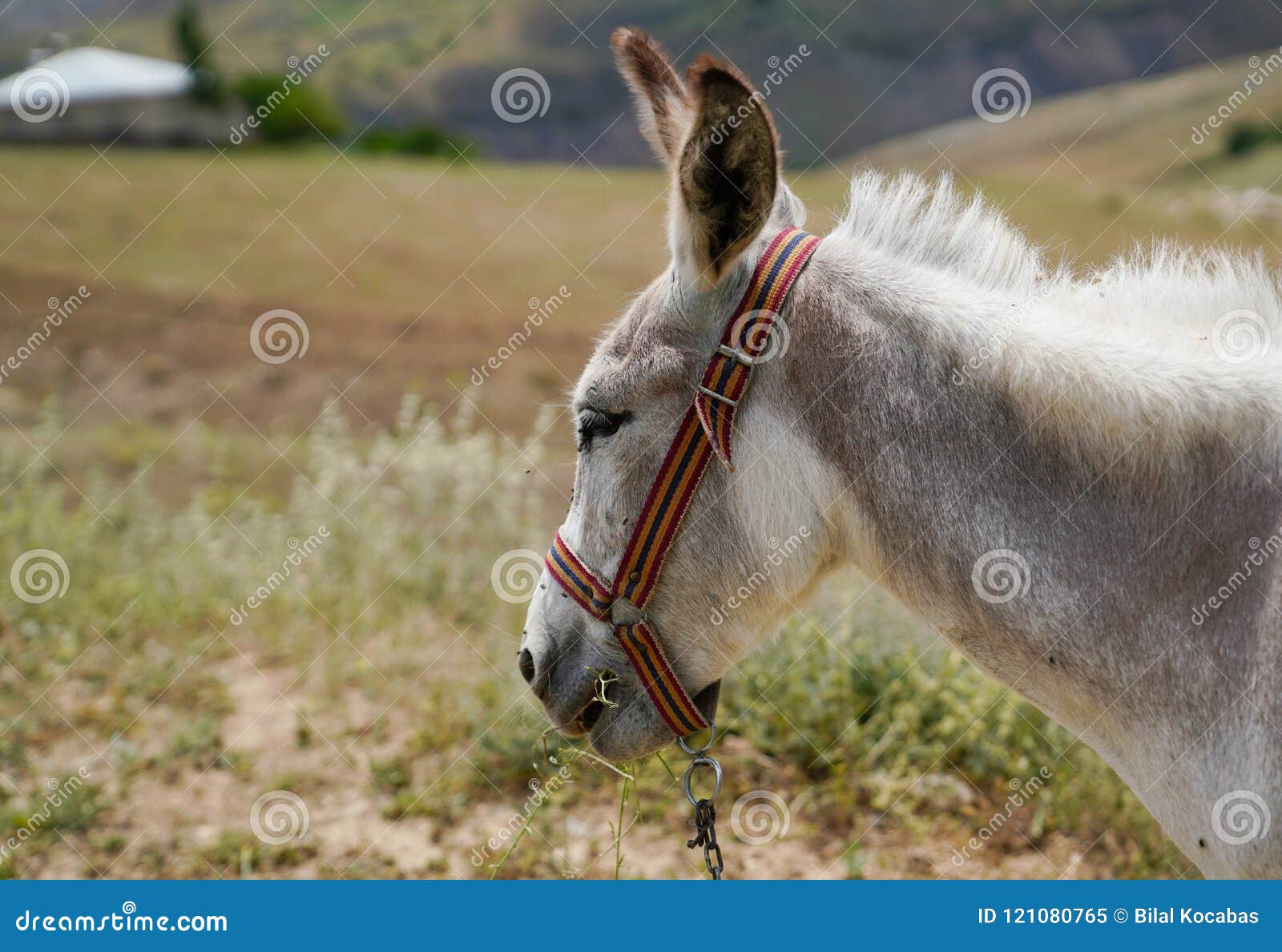 White Donkey Asinus in Latin is Standing Under the Sun Stock Image