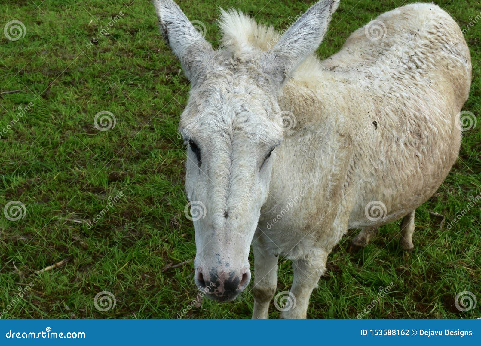White Donkey Dirty from Rolling in Mud Stock Photo - Image of nature