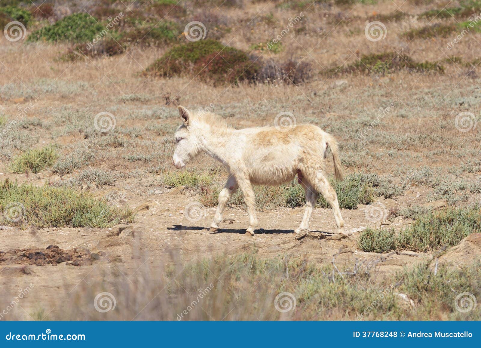 white donkey, resident only island asinara, sardinia italy