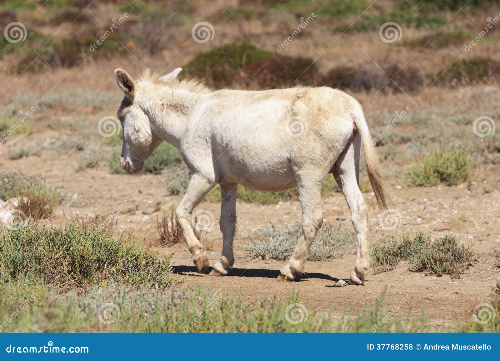 white donkey, resident only island asinara, sardinia italy