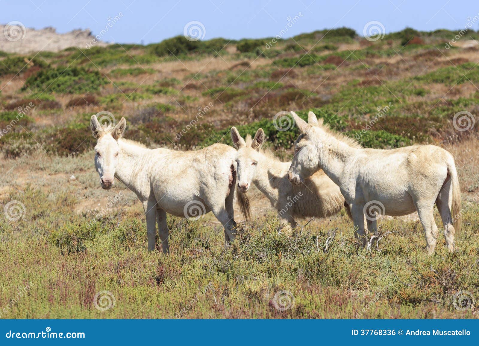 white donkey, resident only island asinara, sardinia italy