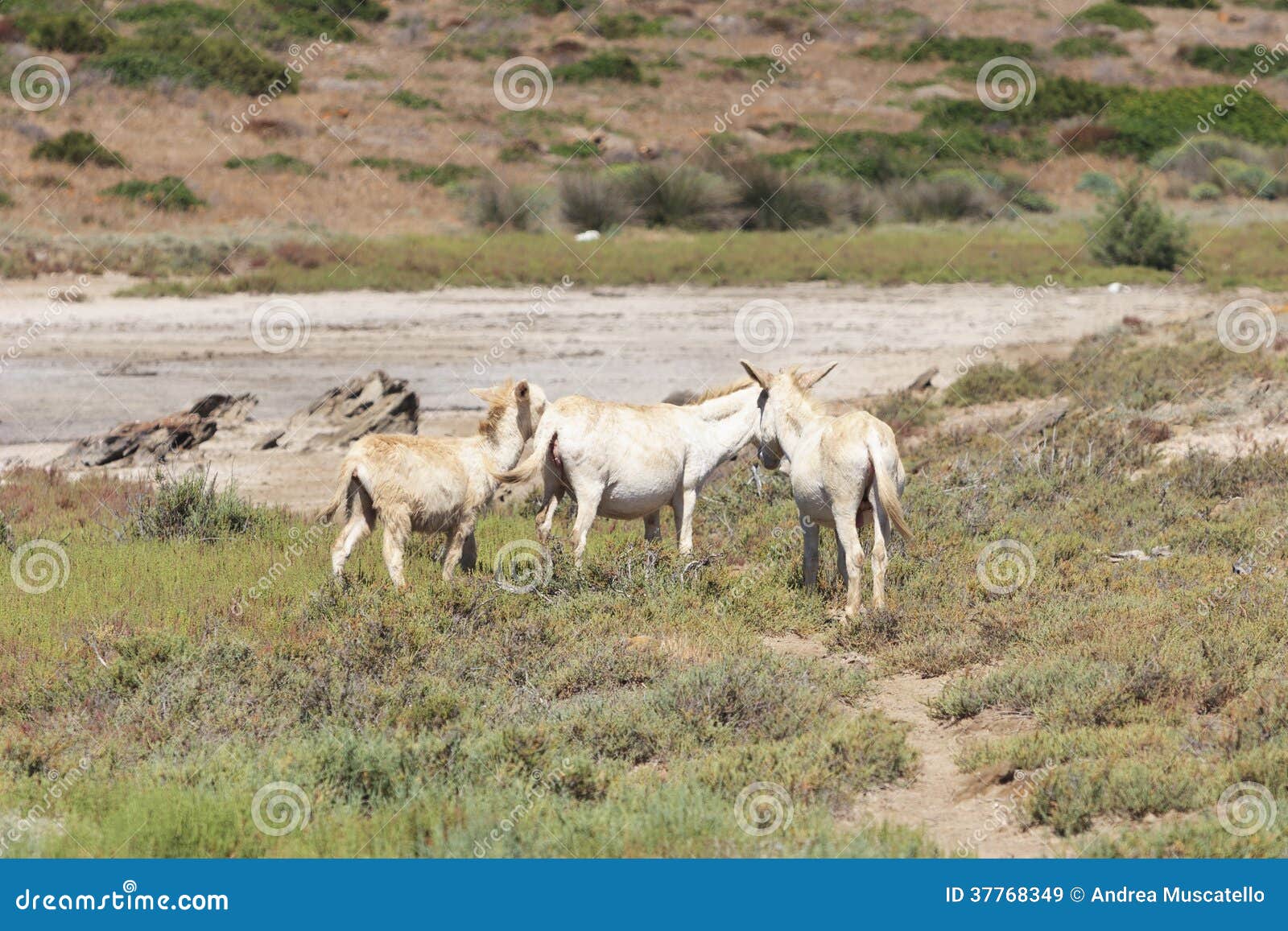 white donkey, resident only island asinara, sardinia italy