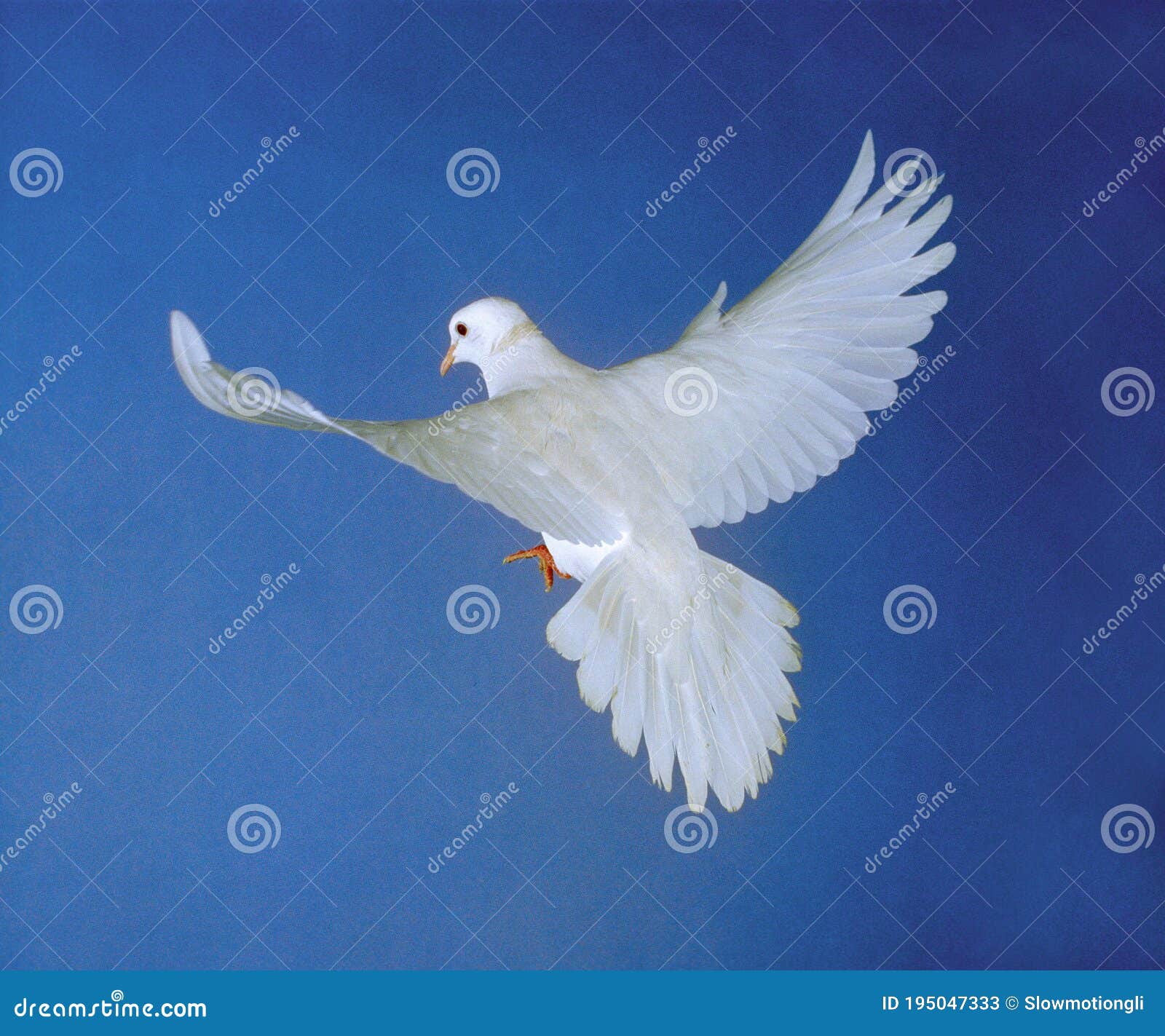 White Dove Adult In Flight Against Blue Sky Stock Image Image Of
