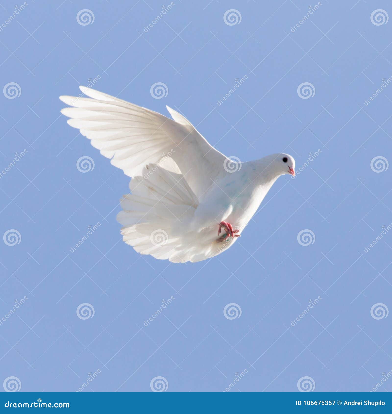 White Dove on a Background of Blue Sky Stock Image Image of pigeon