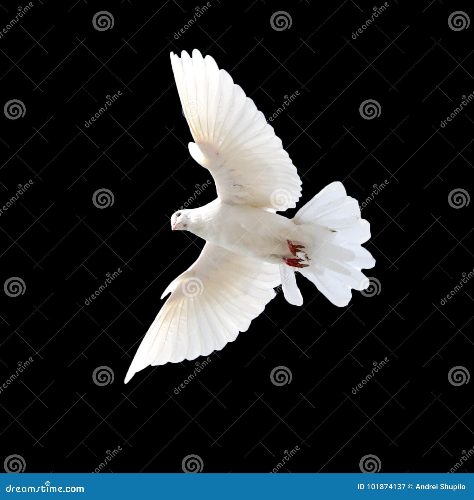 White Dove on a Black Background Stock Image Image of religion, hope 101874137