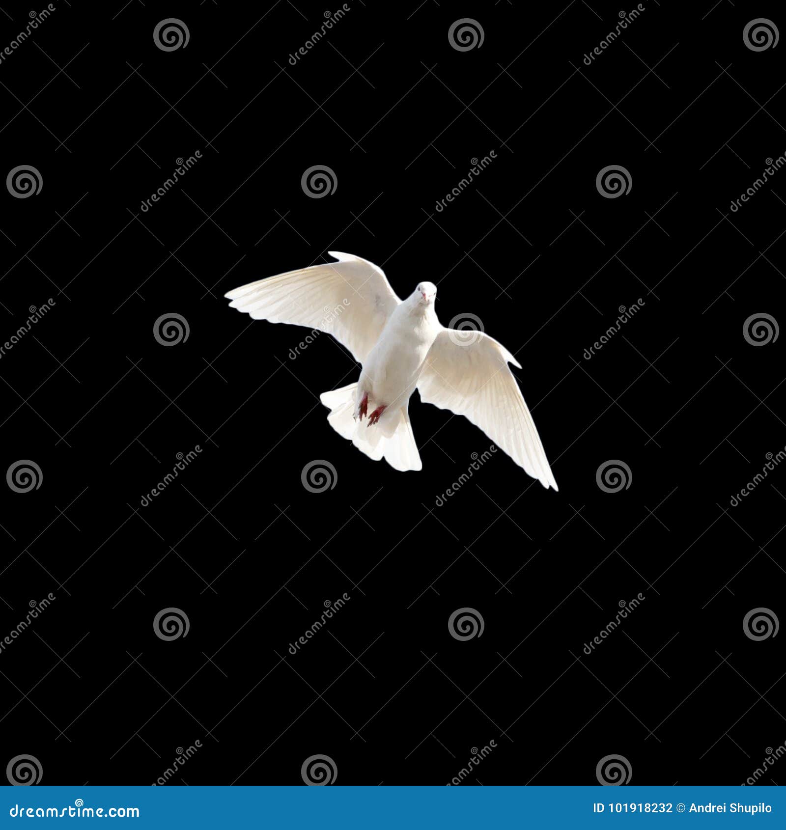 White Dove on a Black Background Stock Photo Image of symbol, nature 101918232