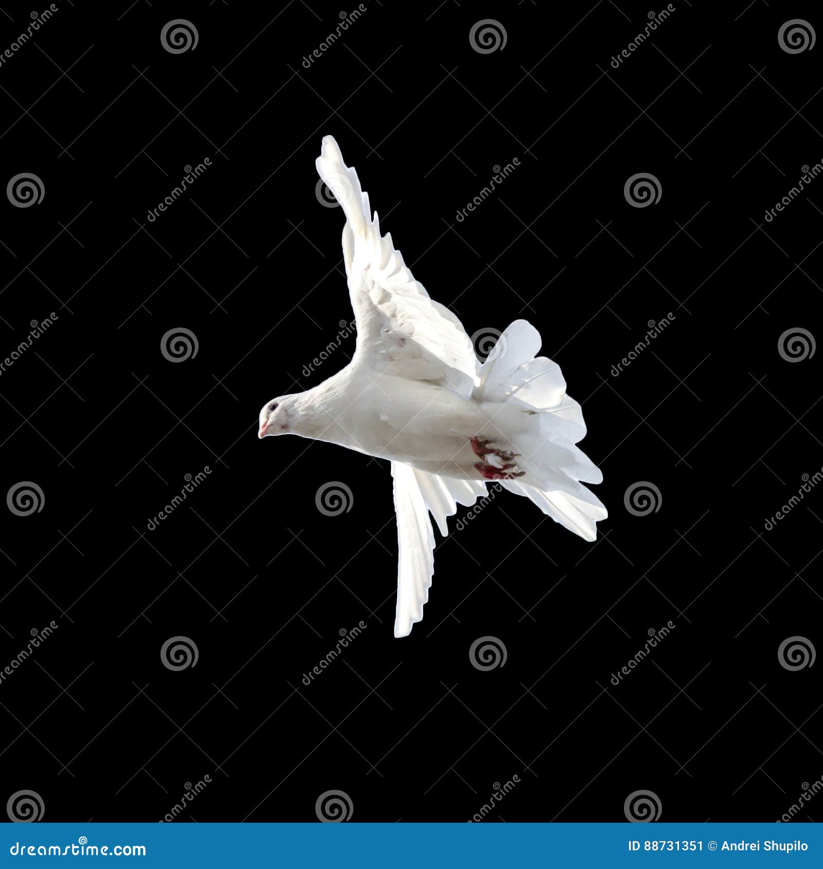 White Dove on a Black Background Stock Image Image of beautiful, peace 88731351