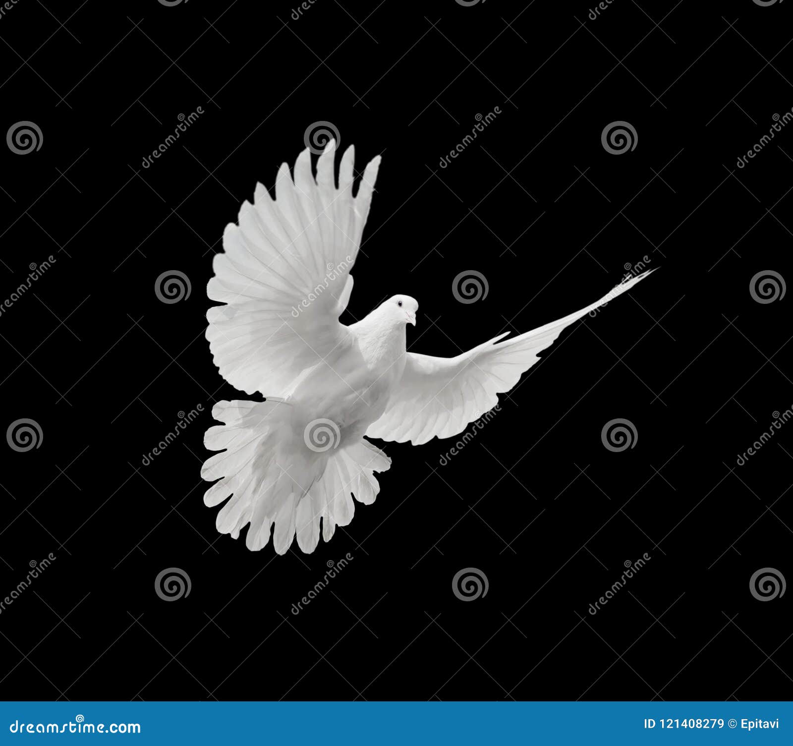 White Dove on Black Background Stock Image Image of grace, symbol 121408279
