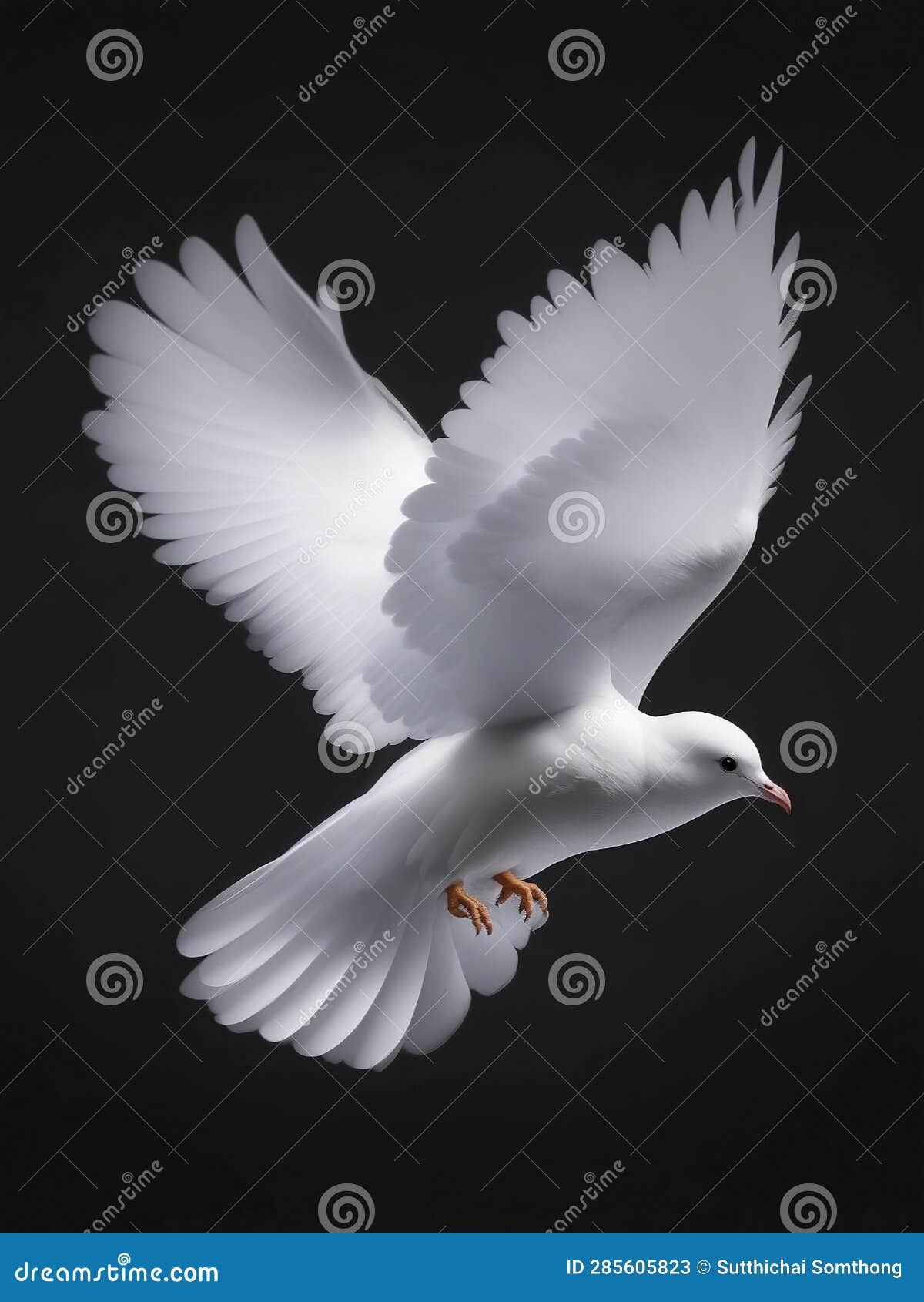 White Dove on Black Background Isolated and Vertical Image. Stock Illustration Illustration of