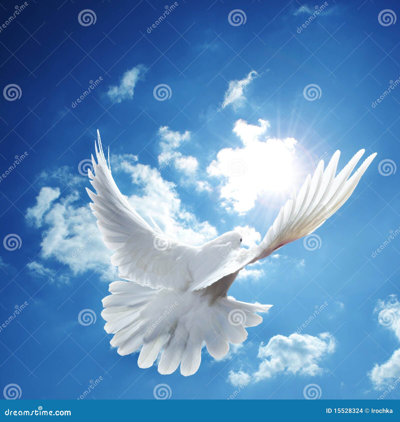 White Dove Blue Sky Stock Images Image 15528324