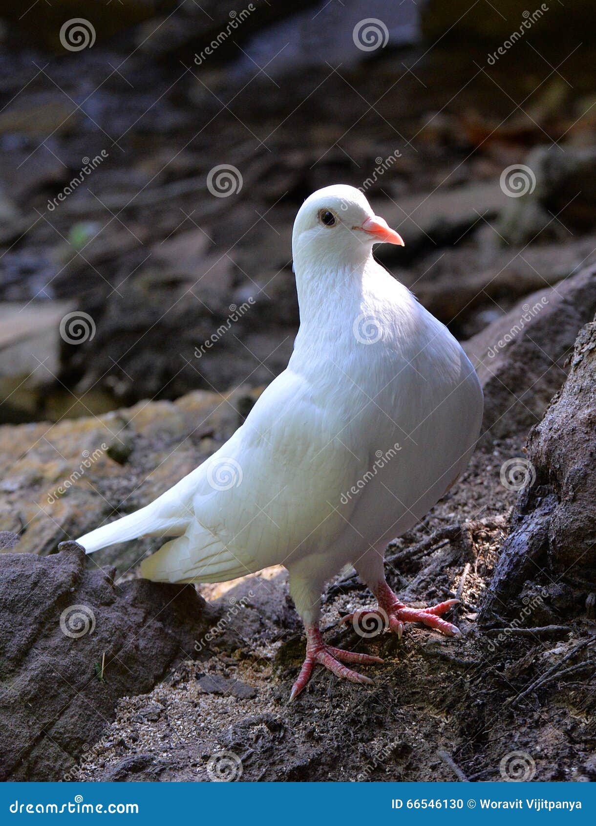 White dove stock photo. Image of love, dormant, hope 66546130