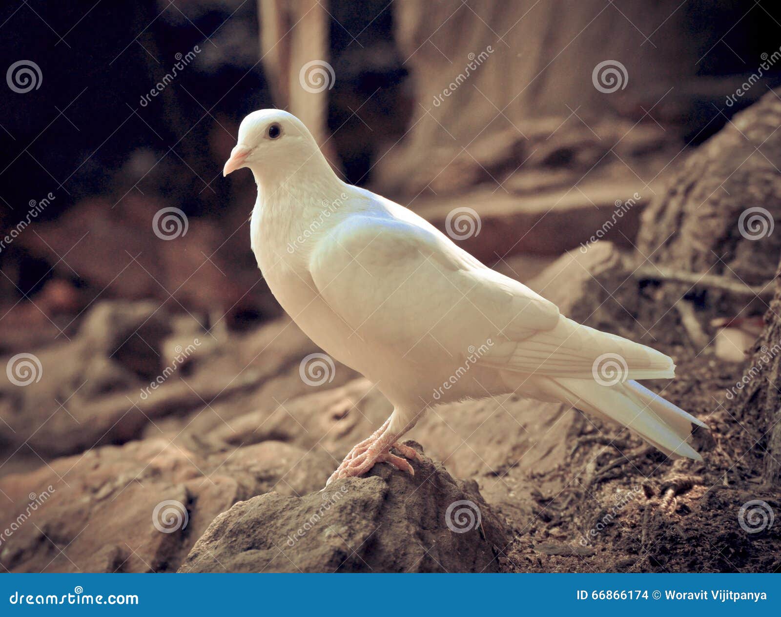 White dove stock photo. Image of five, roof, purity, peaceful 66866174