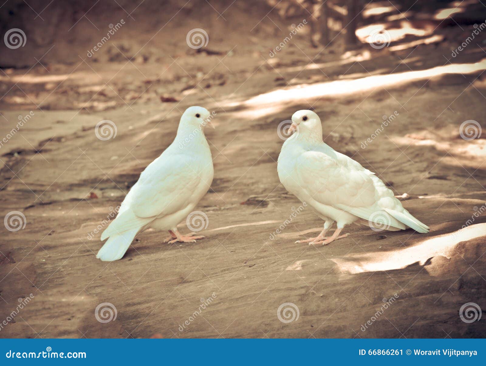 2 White dove stock image. Image of peaceful, resting 66866261