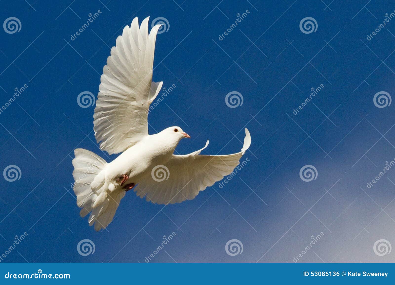 white dove in flight