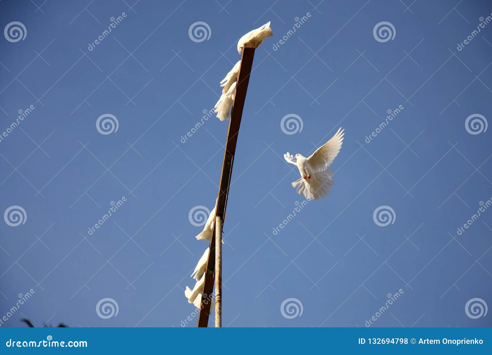 White Dove Flying in the Blue Sky. Returning To Home To the Group of