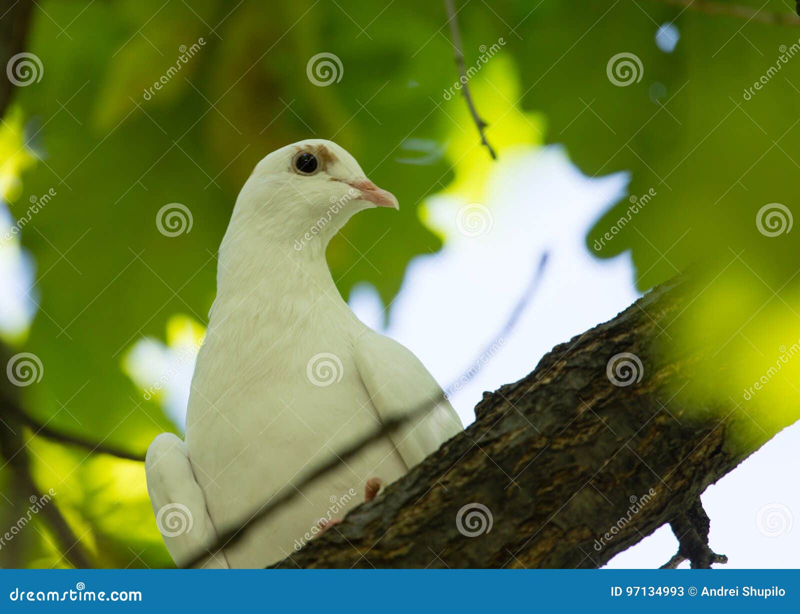 White Dove in the Forest on a Green Nature Stock Image Image of