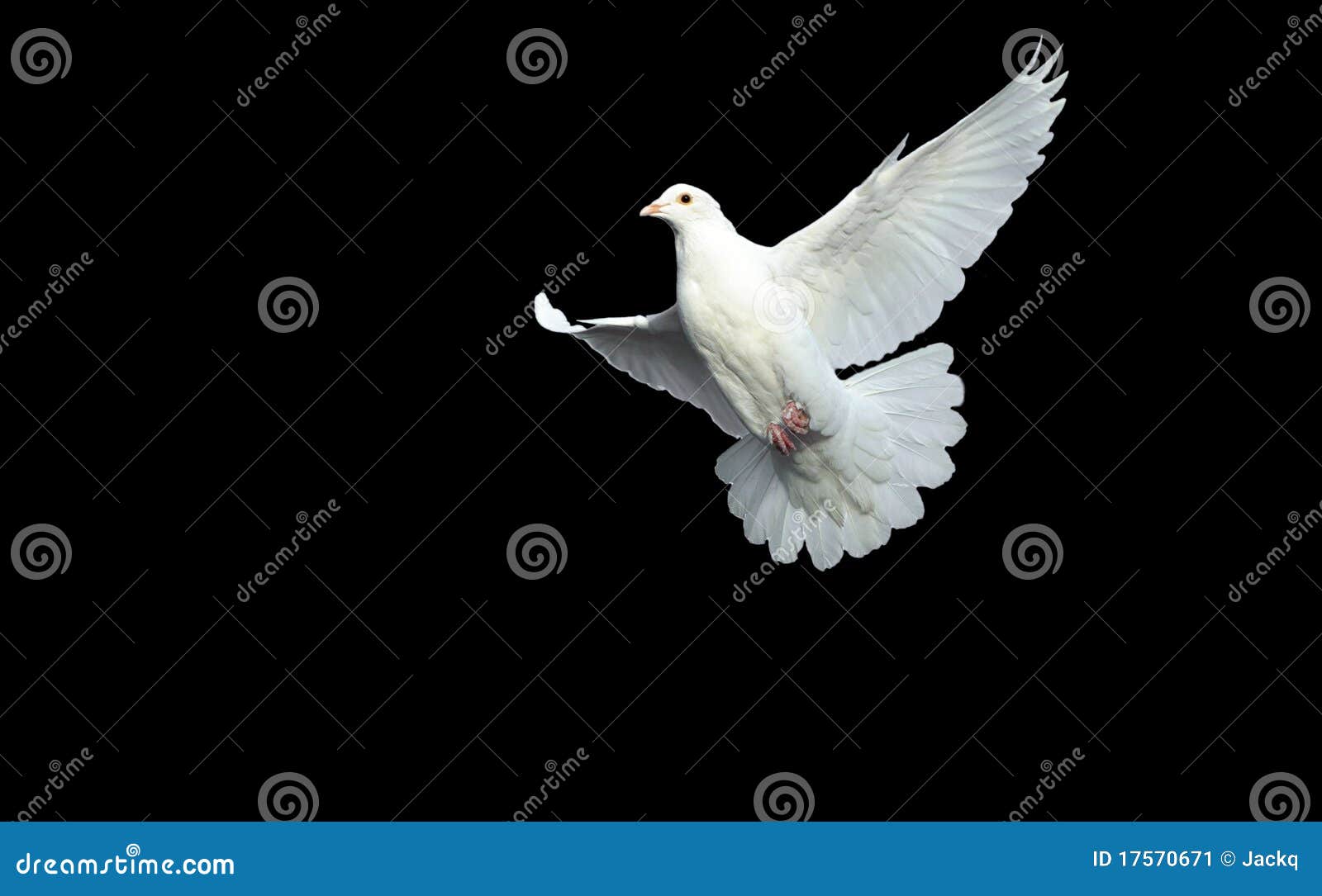 white dove in free flight