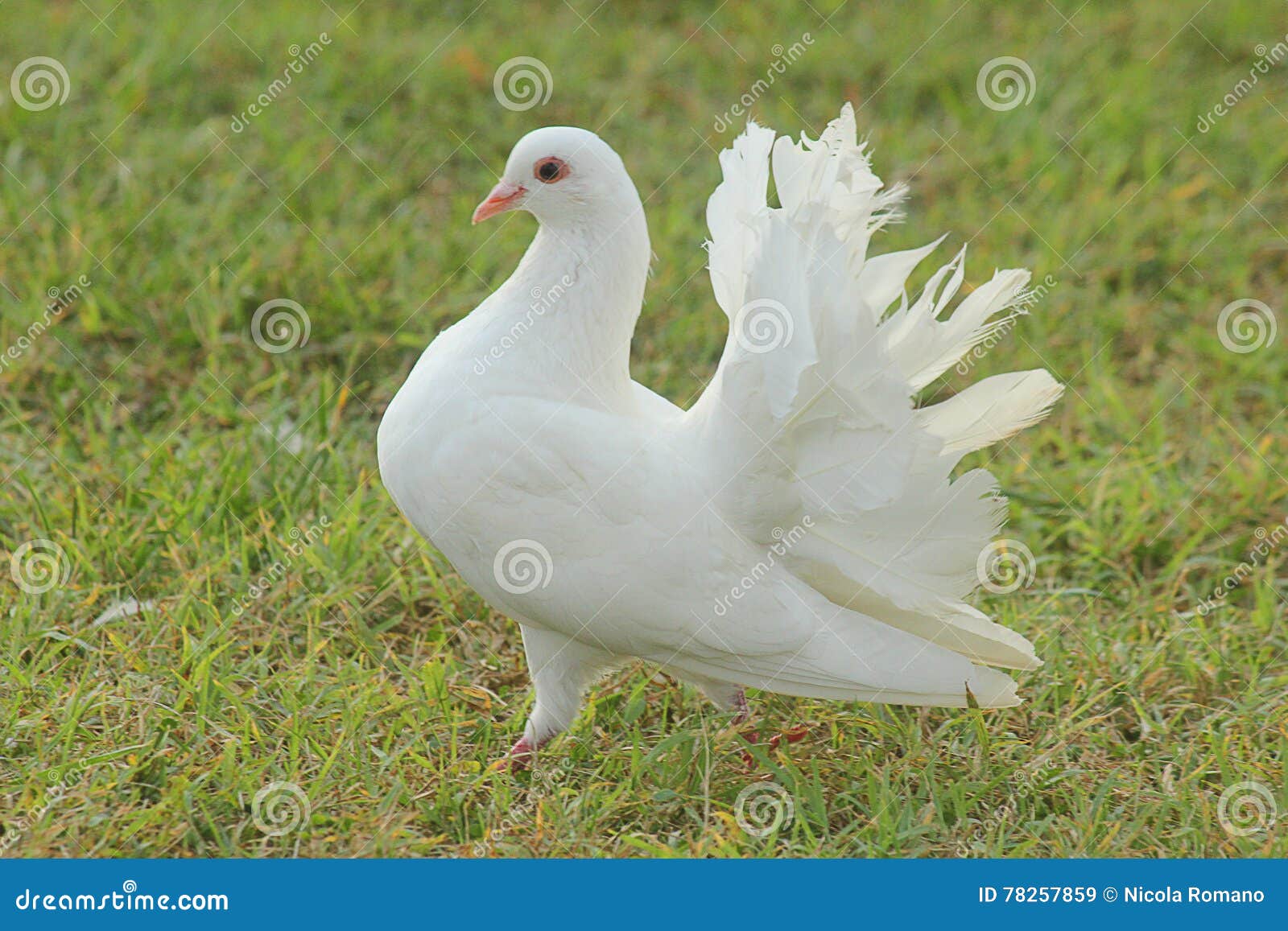 White dove on the grass stock image. Image of feathers 78257859