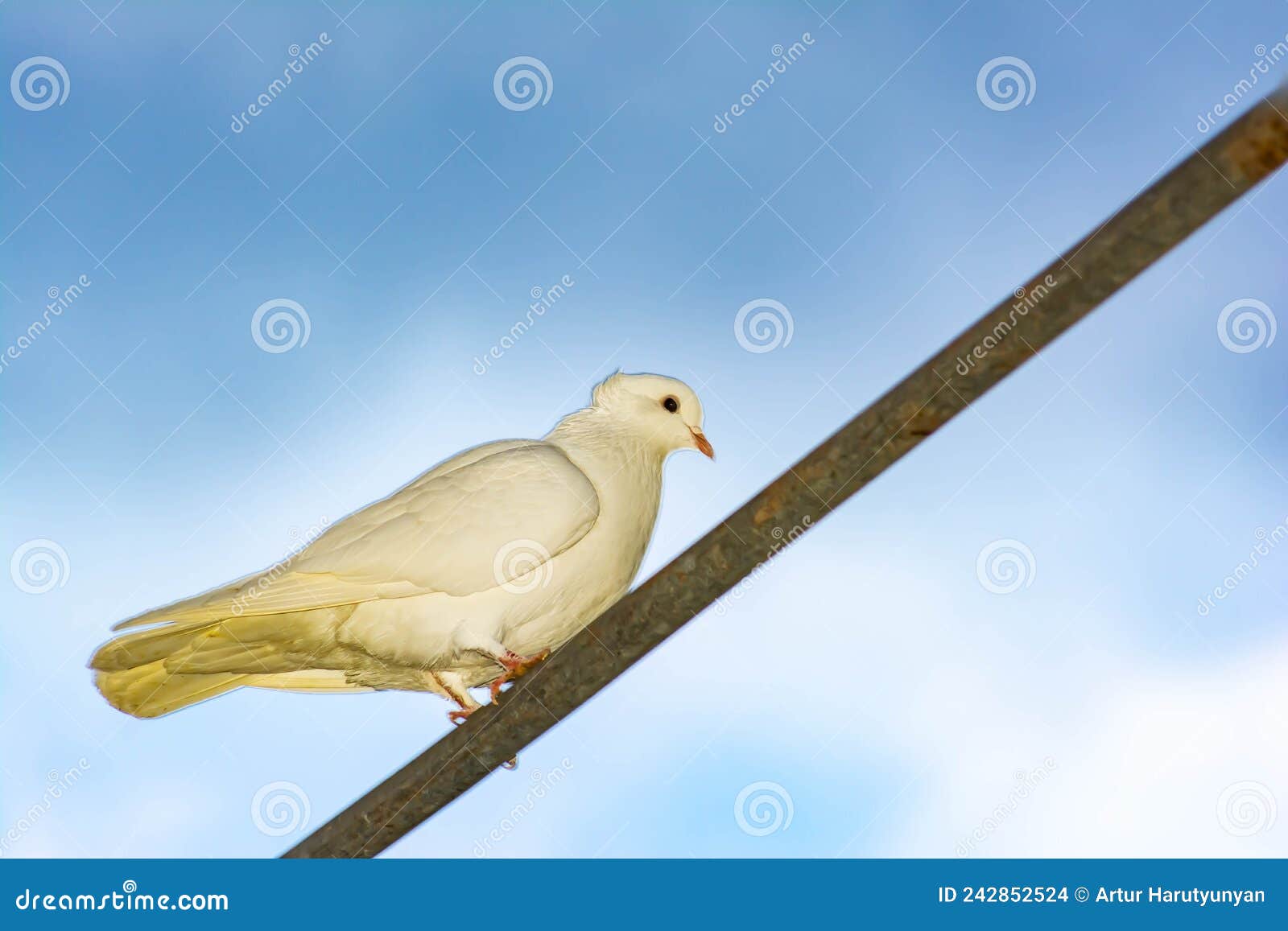 White Dove in Nature. White Birds Sit on a Pipe Stock Photo Image of