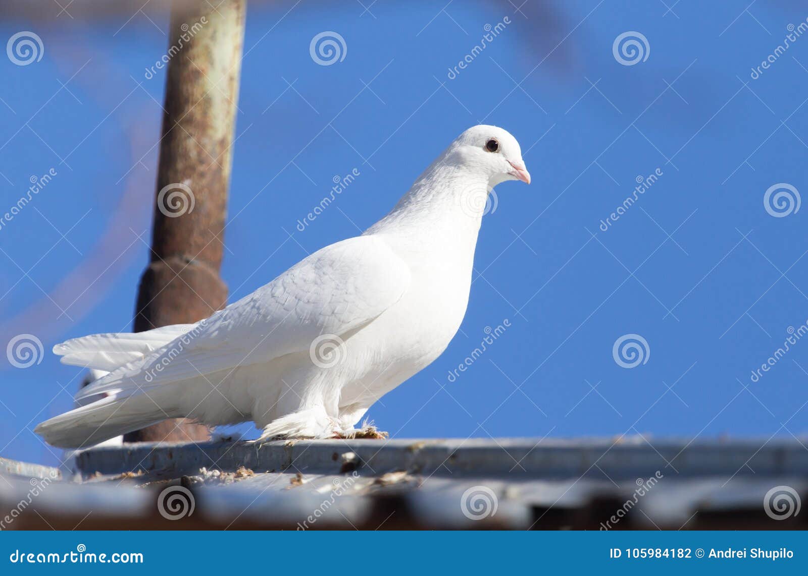 White dove in nature stock photo. Image of wildlife 105984182