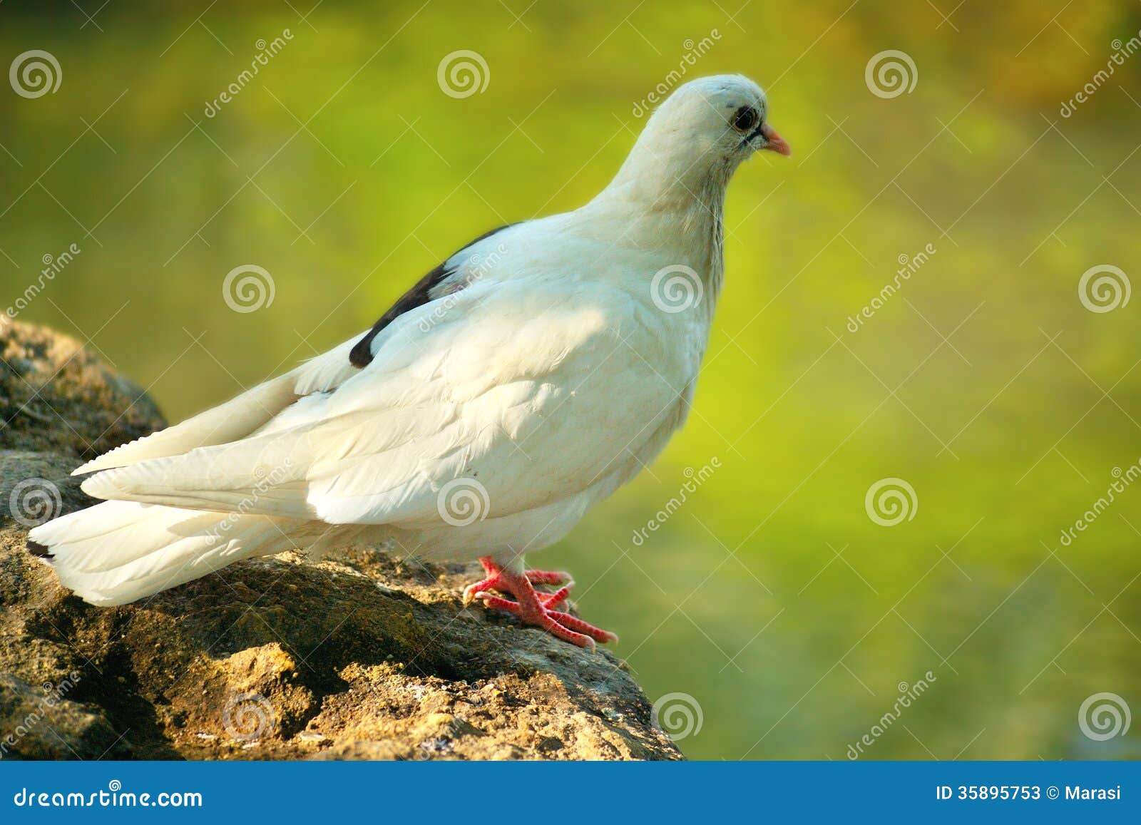 White Dove near the water stock image. Image of biology 35895753