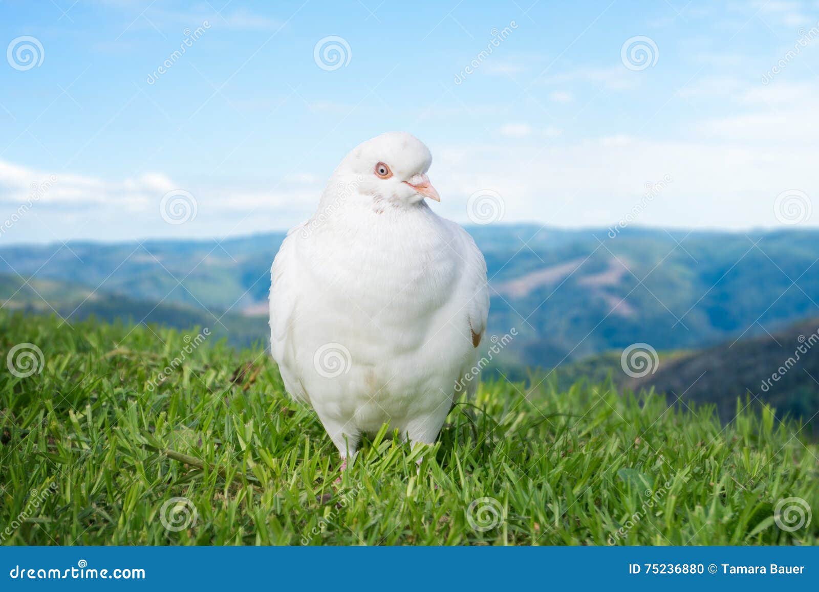 White dove or pigeon stock photo. Image of grassy, mountains 75236880