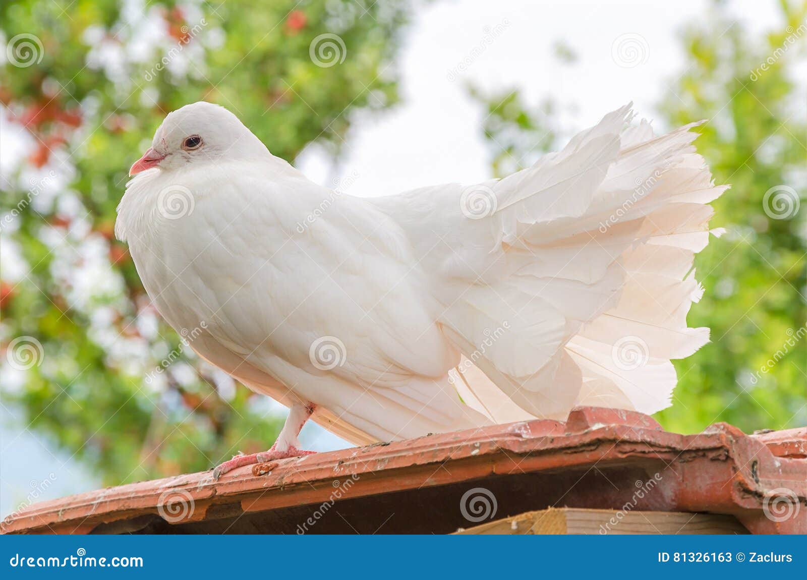 White dove stock image. Image of feather, pure, peace 81326163