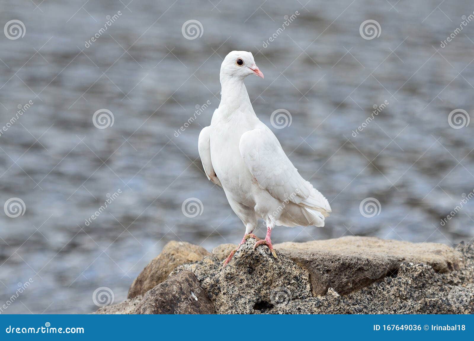 What does dove mean in armenian, What Does The Dove Mean In The Bible