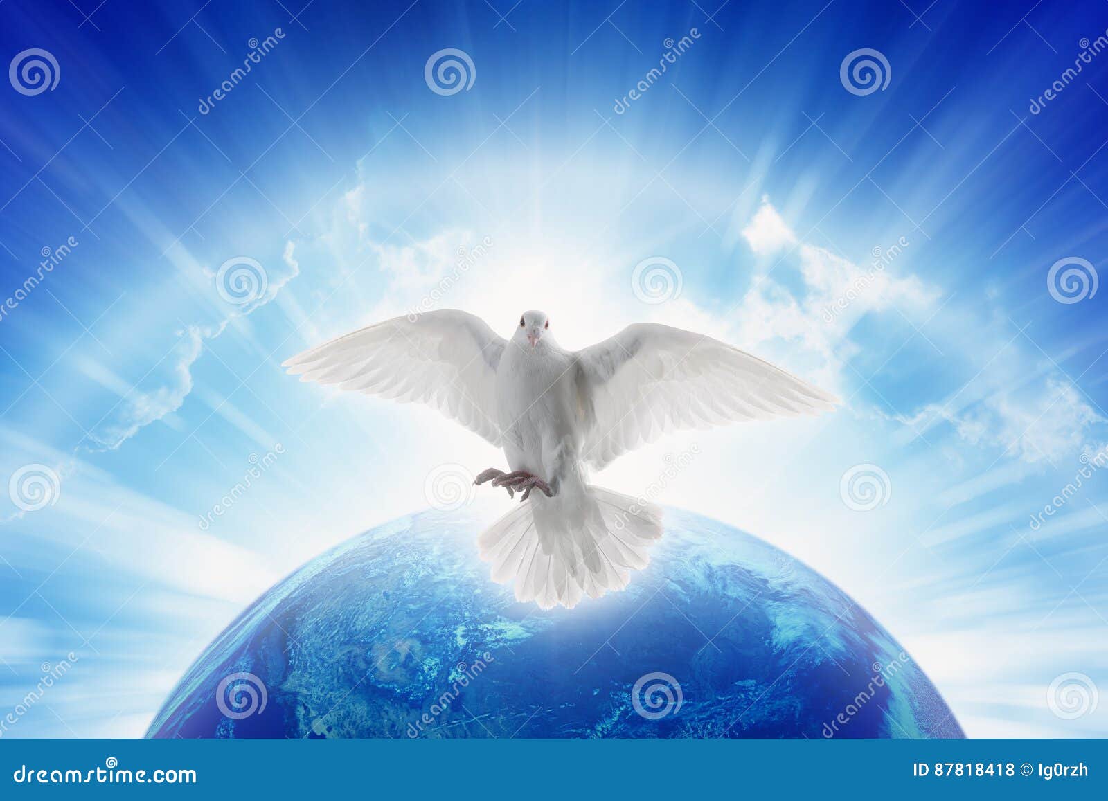 white dove  of love and peace flies above planet earth