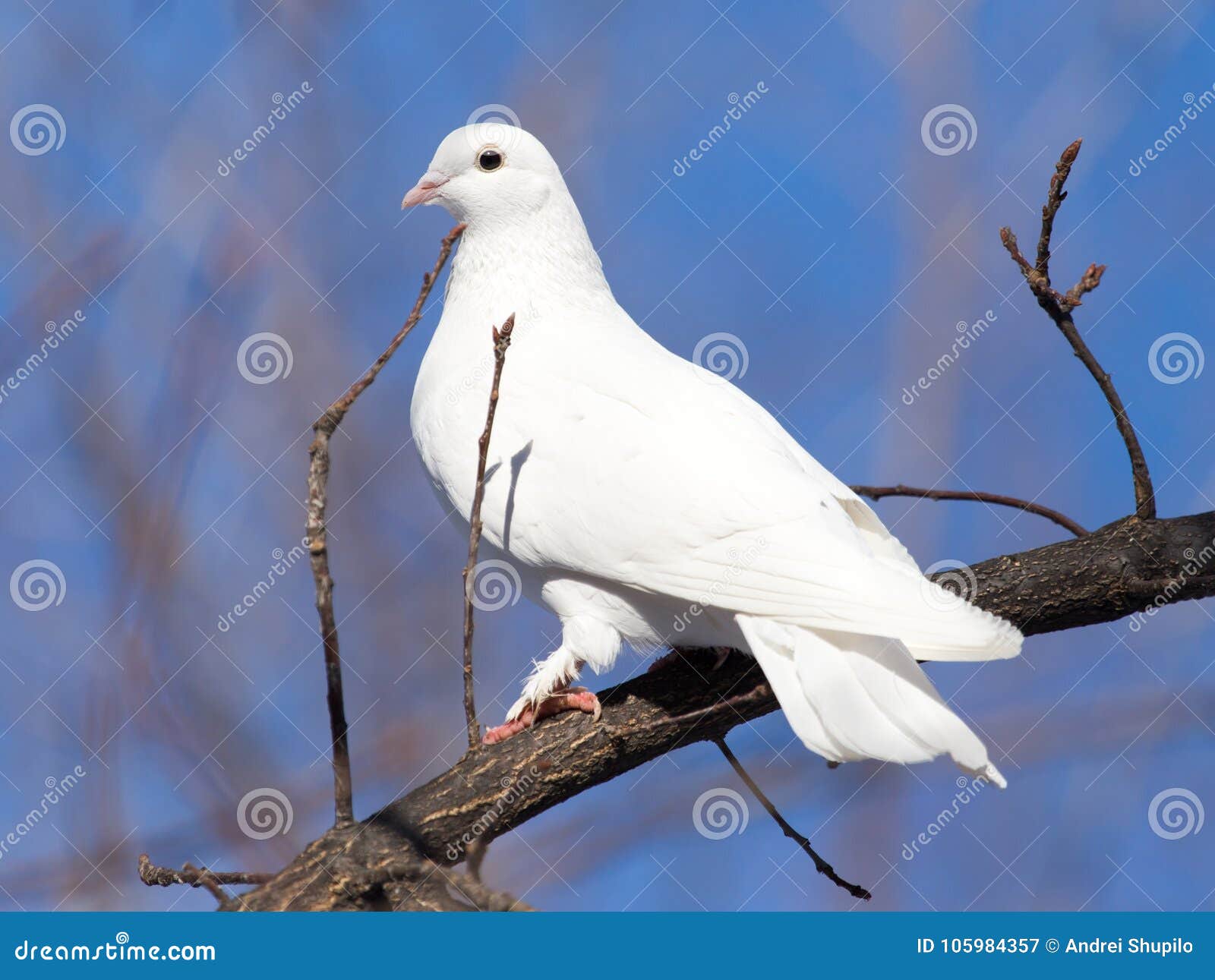 White Dove on the Tree in Nature Stock Image Image of blue, beauty