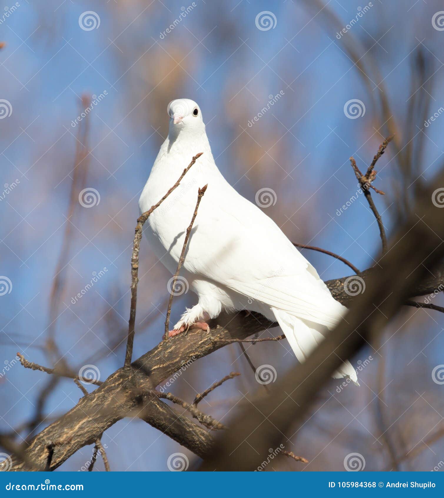 White Dove on the Tree in Nature Stock Photo Image of blue, beauty