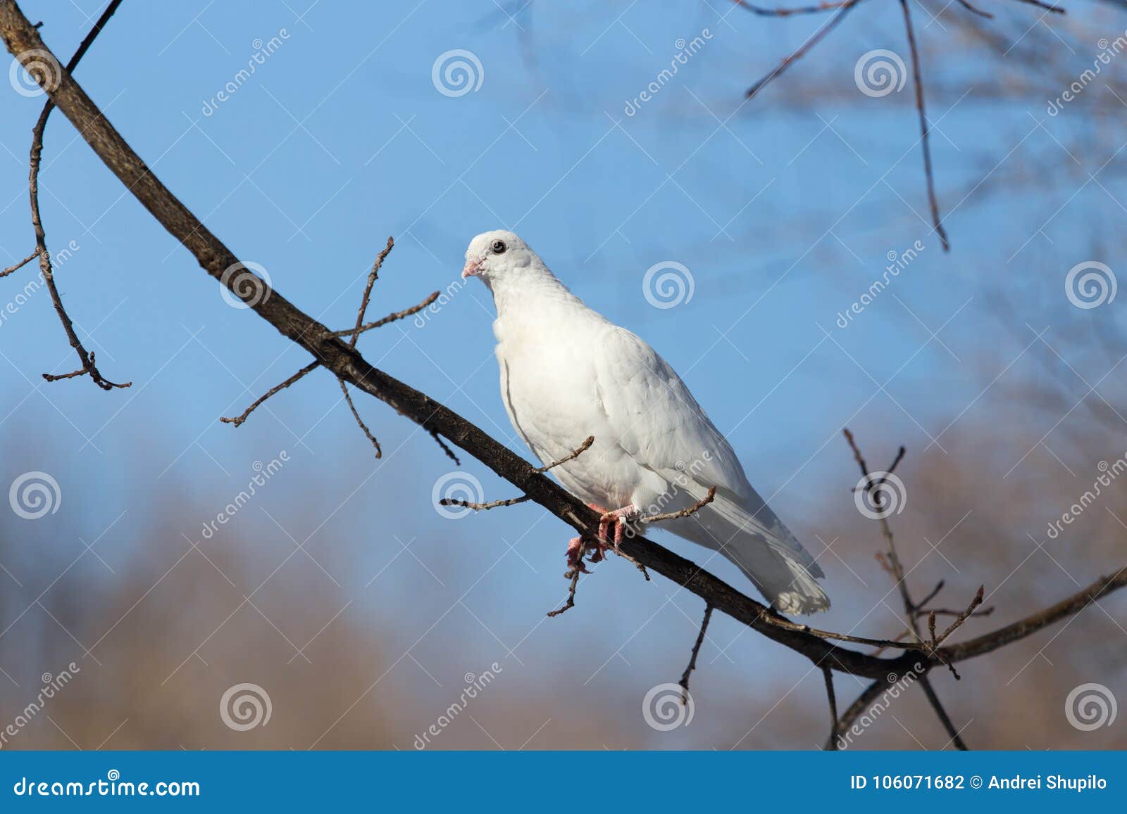 White Dove on the Tree in Nature Stock Photo Image of blue, collared