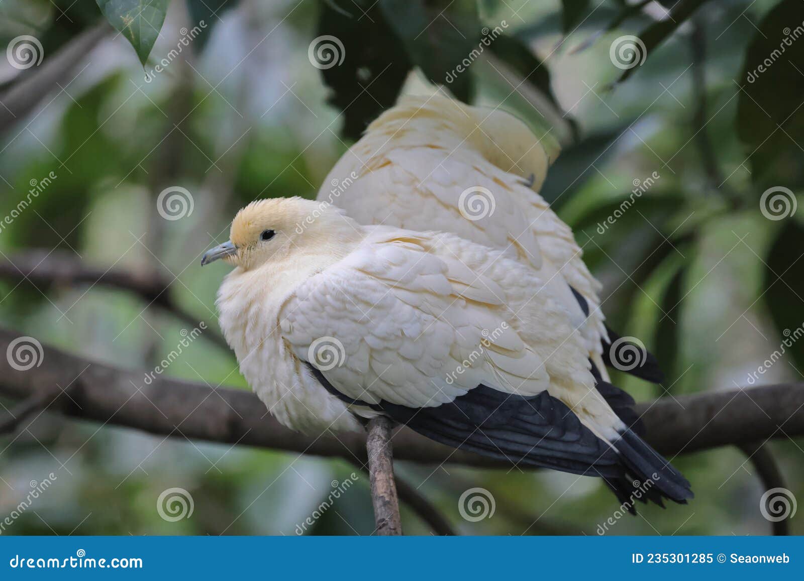 The White Doves with Olive Branch, White Pigeon Stock Image Image of
