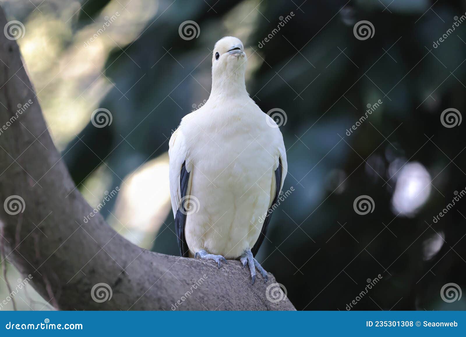 The White Doves with Olive Branch, White Pigeon Stock Photo Image of